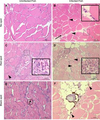 PRV-1 Infected Macrophages in Melanized Focal Changes in White Muscle of Atlantic Salmon (Salmo salar) Correlates With a Pro-Inflammatory Environment